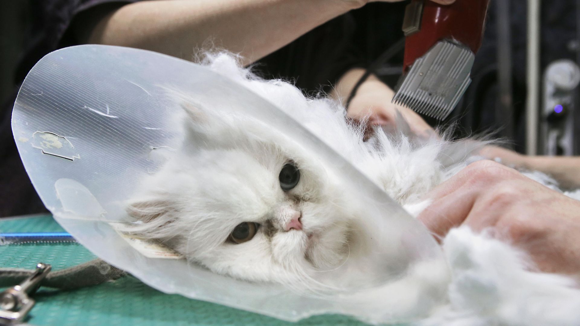 Кошка на процедуре груминга в салоне по стрижке собак и кошек в Москве Кошка на процедуре груминга в салоне по стрижке собак и кошек в Москве - РИА Новости, 1920, 03.05.2021