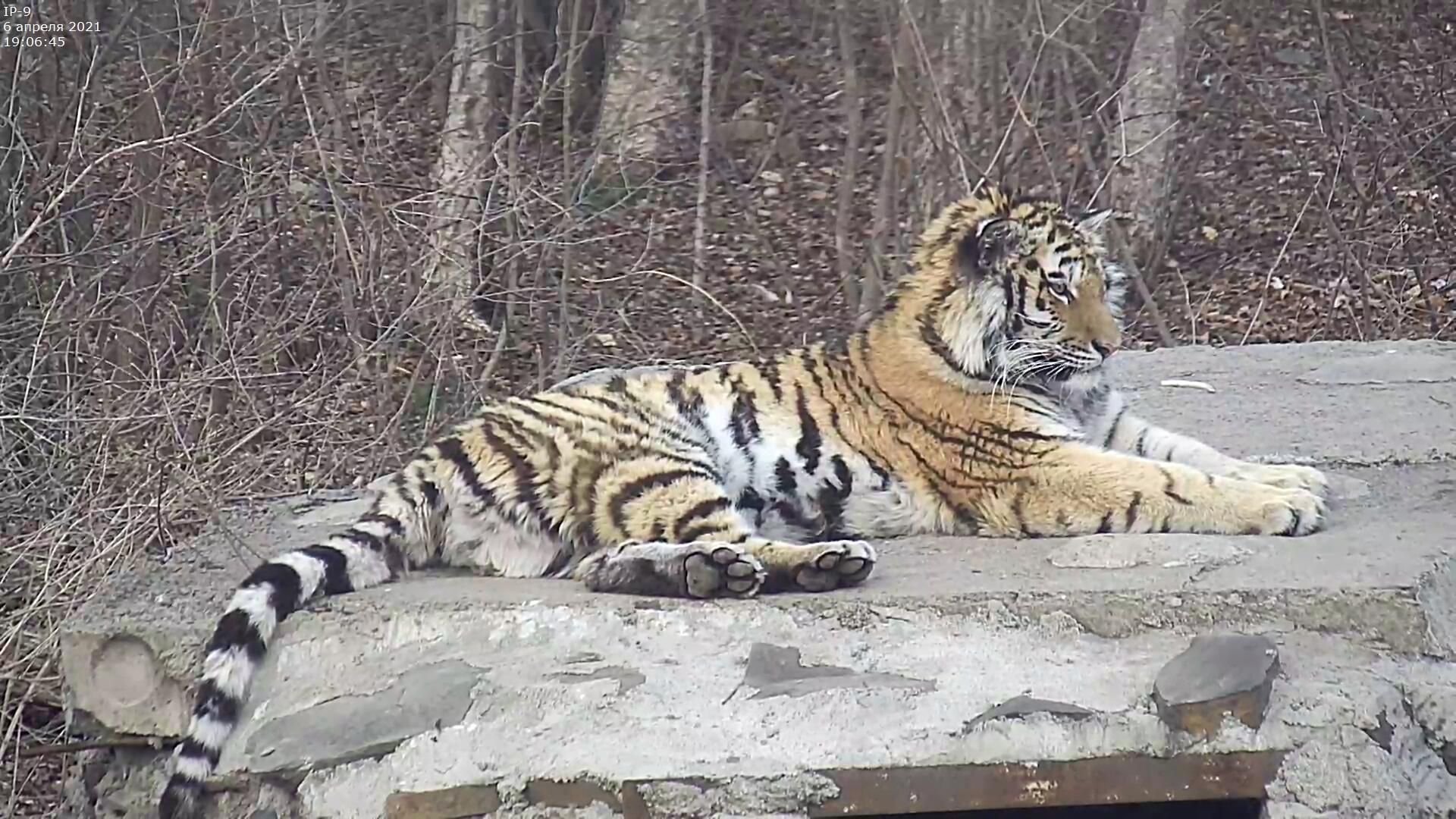 Тигрица Санда в Центре реабилитации тигров и других редких животных - РИА Новости, 1920, 22.03.2025