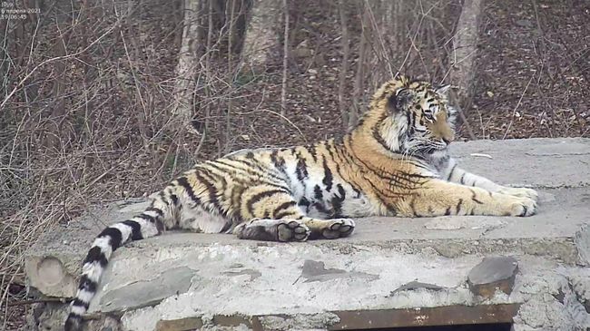 Тигрица Санда в Центре реабилитации тигров и других редких животных