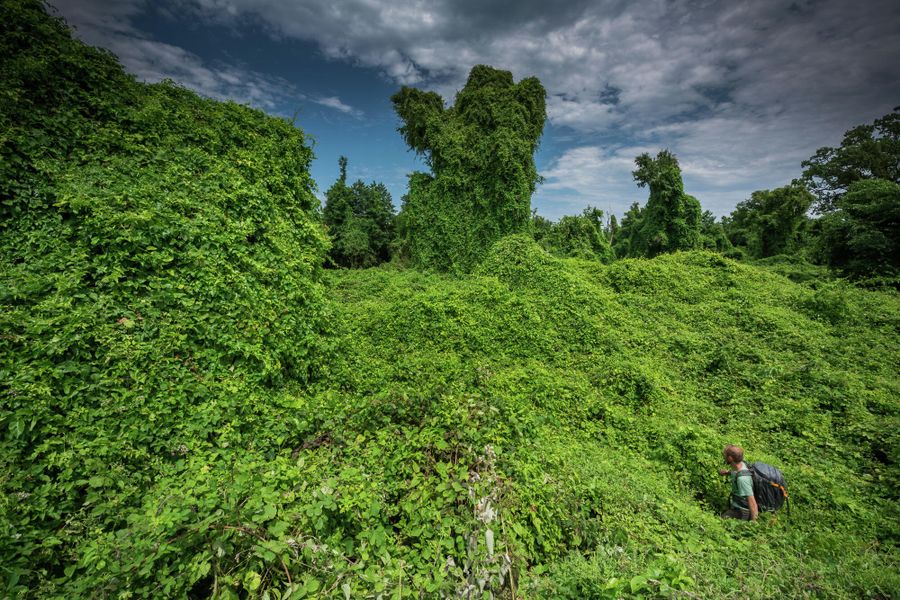 Самурские лиановые леса
