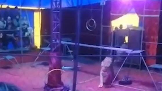Нападение львиц на дрессировщика в Новосибирской области попало на видео Нападение львиц на дрессировщика в Новосибирской области попало на видео - РИА Новости, 1920, 22.05.2021