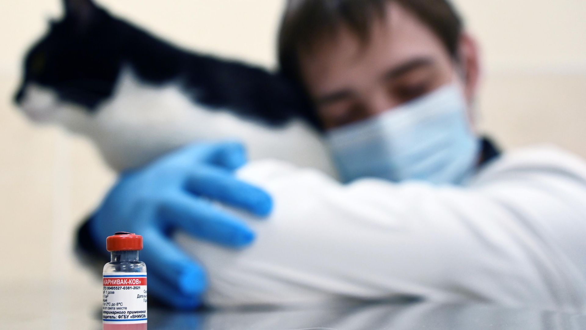 Ветеринар держит в руках кота перед вакцинацией Ветеринар держит в руках кота перед вакцинацией - РИА Новости, 1920, 24.03.2026