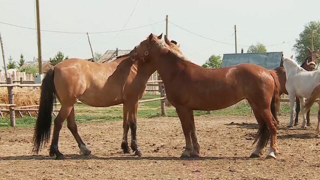 Супружеская пара открыла приют для больных лошадей Супружеская пара открыла приют для больных лошадей - РИА Новости, 1920, 03.06.2021