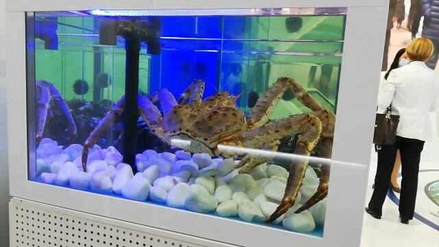 Талисман Юрий: делегация Мурманской области привезла на ПМЭФ камчатского краба Талисман Юрий: делегация Мурманской области привезла на ПМЭФ камчатского краба - РИА Новости, 1920, 04.06.2021