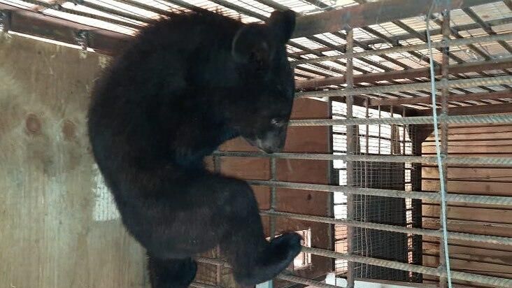 Спасенный гималайский медвежонок в центре Тигр, Приморский край Спасенный гималайский медвежонок в центре Тигр, Приморский край - РИА Новости, 1920, 10.06.2021