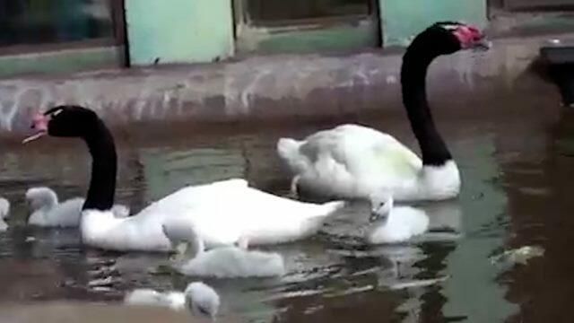 Птенцы черношейного лебедя в Московском зоопарке Птенцы черношейного лебедя в Московском зоопарке - РИА Новости, 1920, 11.06.2021