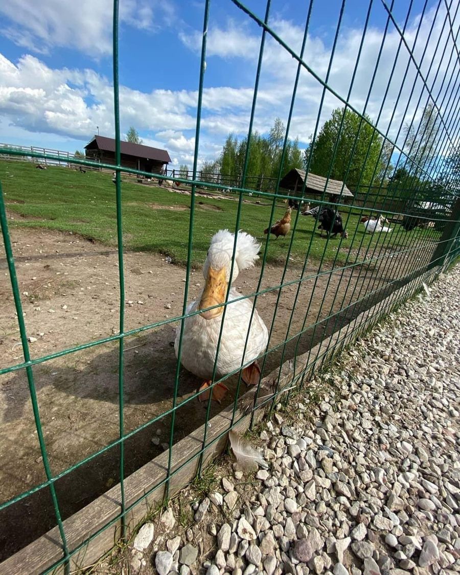 Экоферма Изборский страус