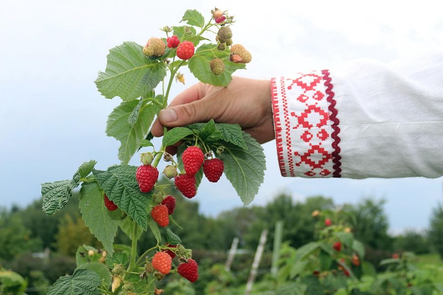 Малиновый хутор
