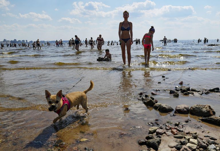 Люди купаются в море в жаркую погоду в парке 300-летия Санкт-Петербурга Люди купаются в море в жаркую погоду в парке 300-летия Санкт-Петербурга