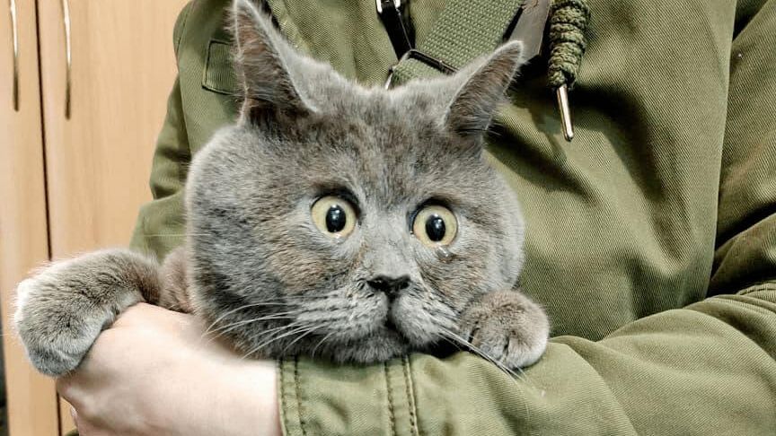 Удивленный кот Федя из Ростовской области Удивленный кот Федя из Ростовской области - РИА Новости, 1920, 24.06.2021