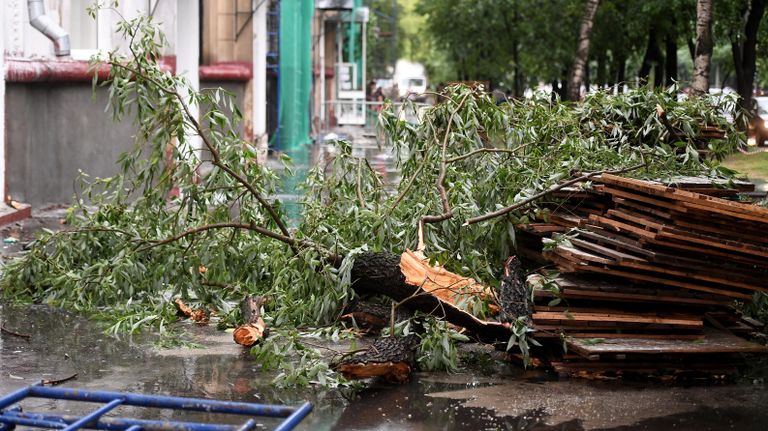 Поваленное во время дождя дерево на одной из улиц в Москве Поваленное во время дождя дерево на одной из улиц в Москве