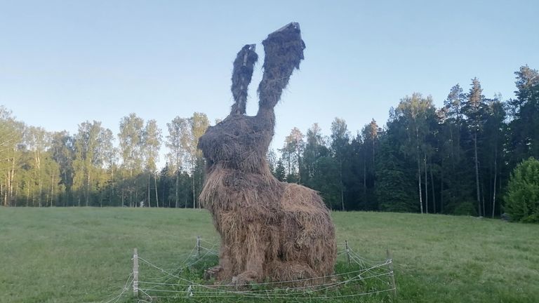 Заяц в Михайловском