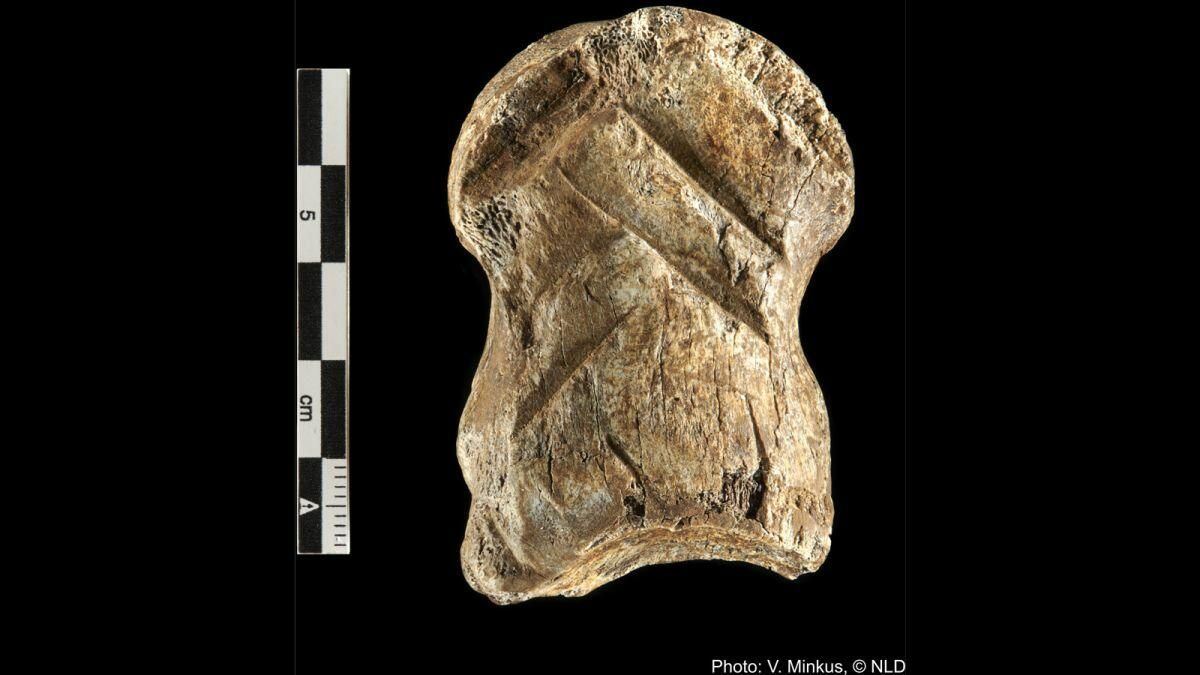 Резная кость возрастом 51000 лет - РИА Новости, 1920, 07.07.2021