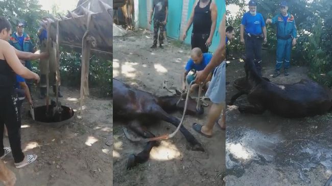 Волгоградские пожарные спасли жеребенка, провалившегося в колодец