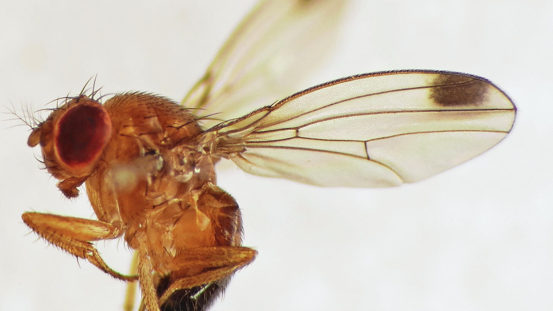 Азиатская ягодная дрозофила (Drosophila suzukii) - РИА Новости, 1920, 13.07.2021