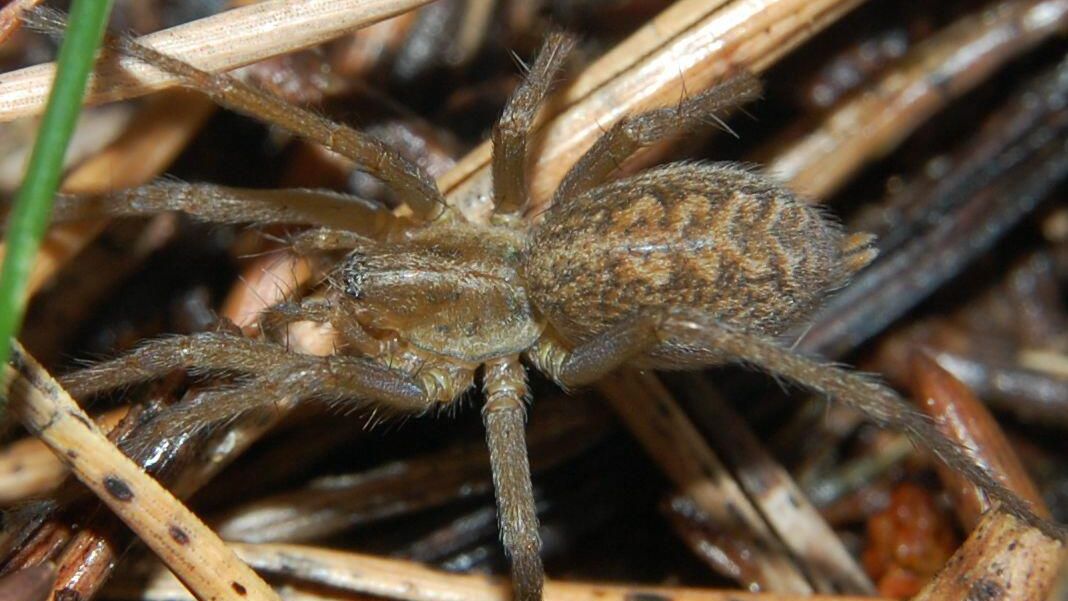 Воронковый паук Eratigena agrestis Воронковый паук Eratigena agrestis - РИА Новости, 1920, 15.07.2021