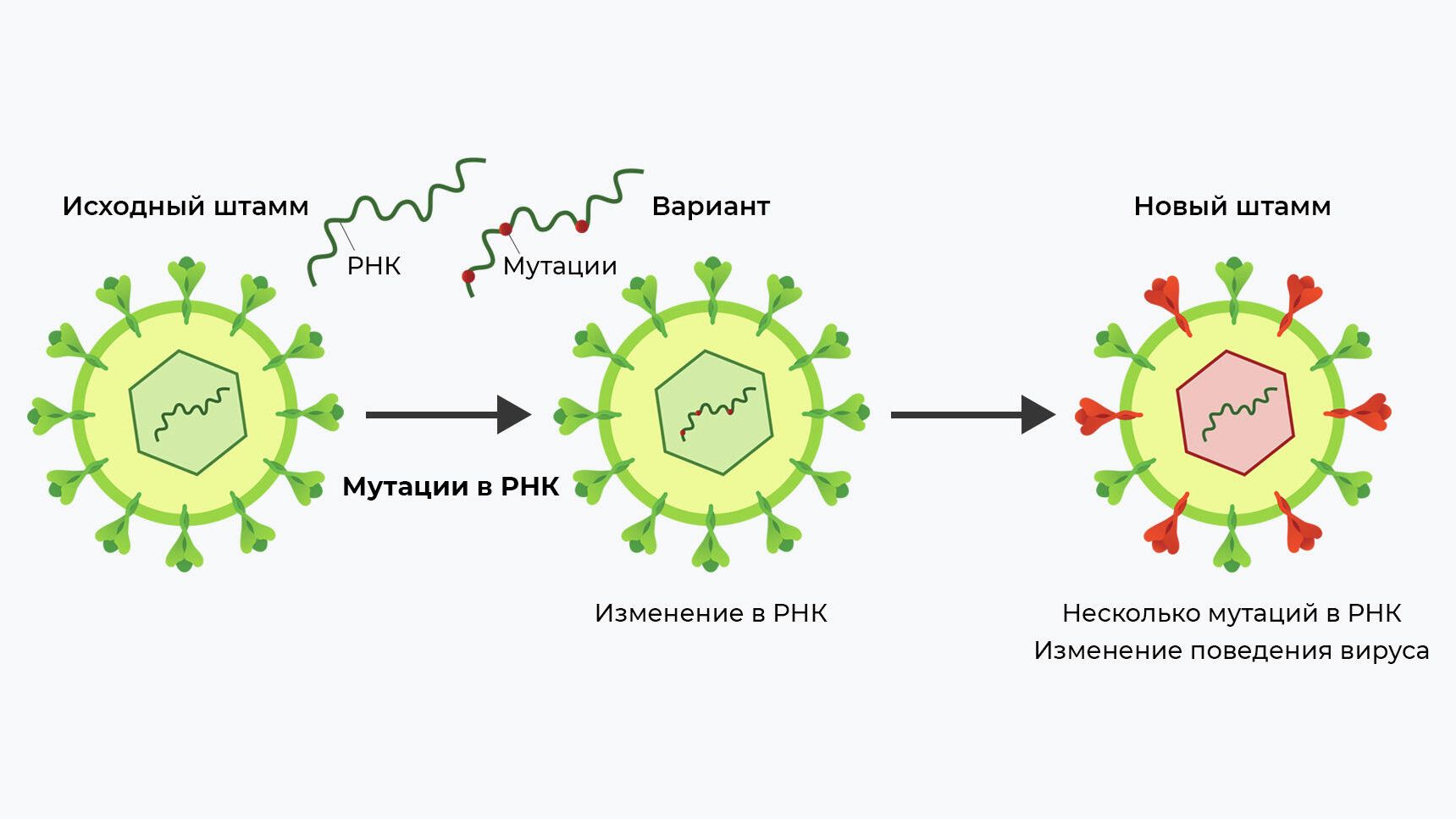 Схема возникновения нового варианта коронавируса Схема возникновения нового варианта коронавируса - РИА Новости, 1920, 02.09.2021