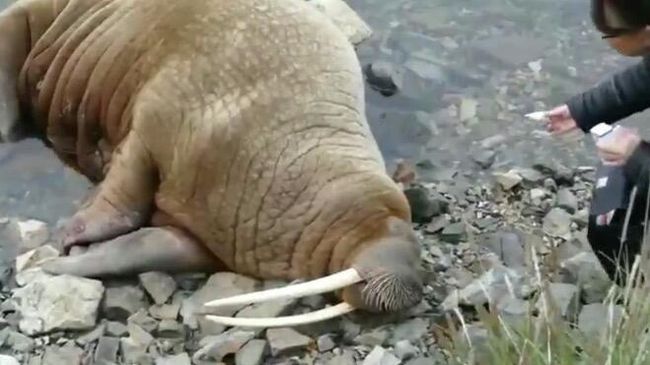 На берег бухты Эмма в поселке Провидения выкинулась моржиха, которую спасли силами местных жителей На берег бухты Эмма в поселке Провидения выкинулась моржиха, которую спасли силами местных жителей