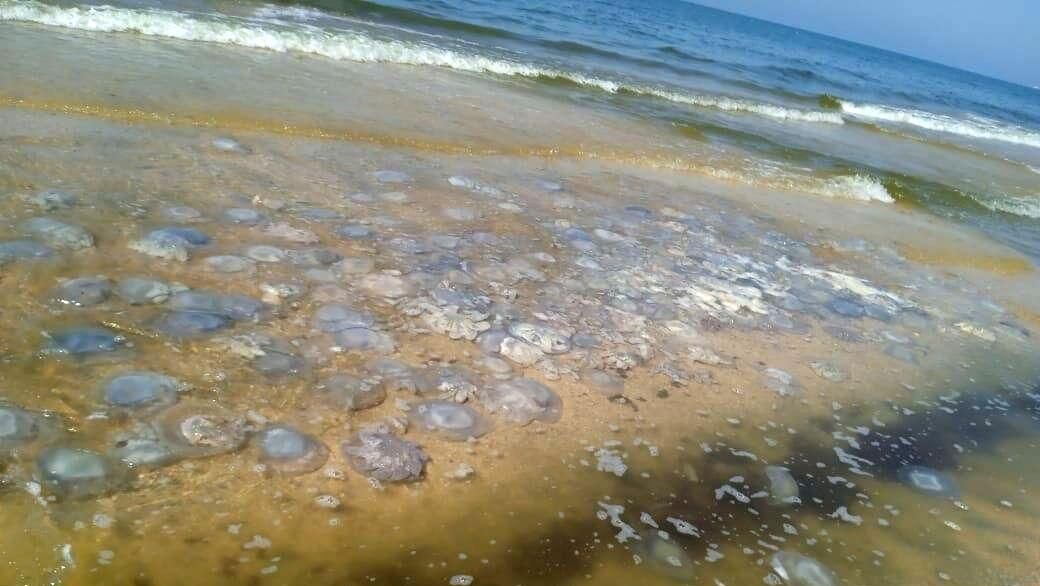 Медузы на побережье Азовского моря в районе станицы Голубицкая Медузы на побережье Азовского моря в районе станицы Голубицкая - РИА Новости, 1920, 09.09.2021