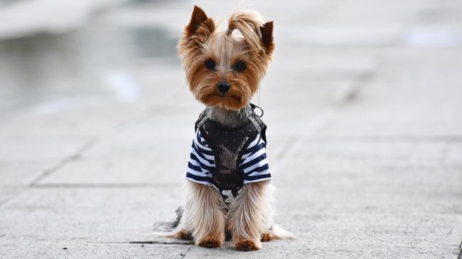 Собака во время празднования дня ВМФ на плотине городского пруда на реке Исеть в Екатеринбурге
