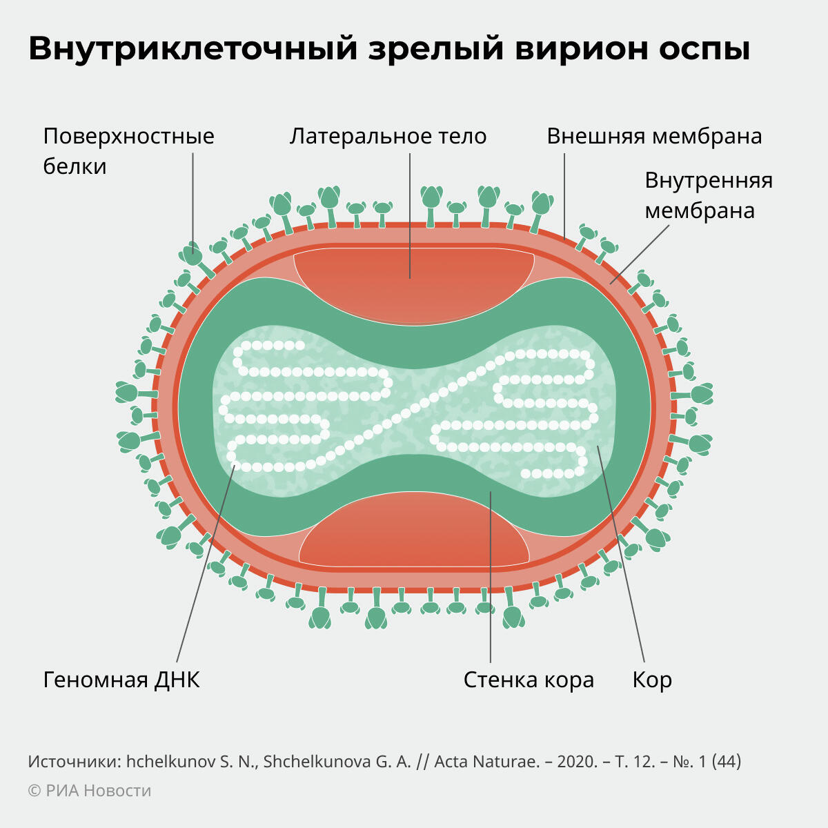 Внутриклеточный зрелый вирус оспы