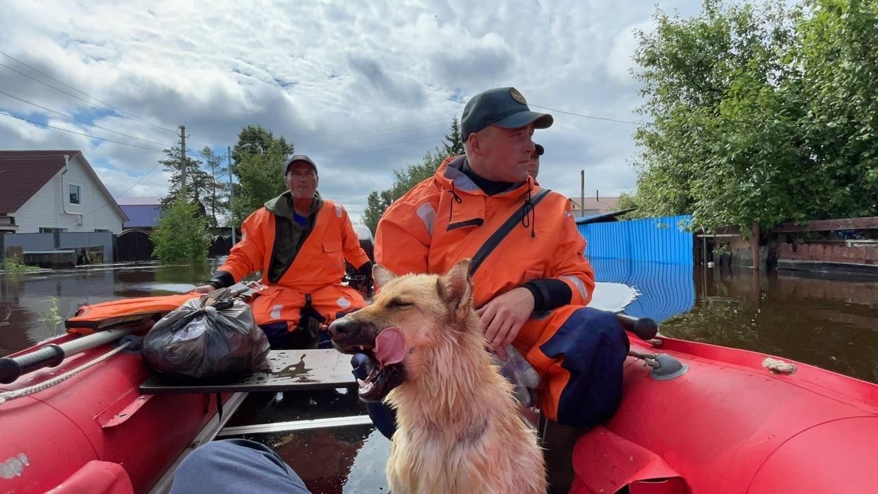 Сотрудники МЧС эвакуируют людей и животных во время паводка в поселке Остров Старица в Амурской области Сотрудники МЧС эвакуируют людей и животных во время паводка в поселке Остров Старица в Амурской области - РИА Новости, 1920, 06.08.2021