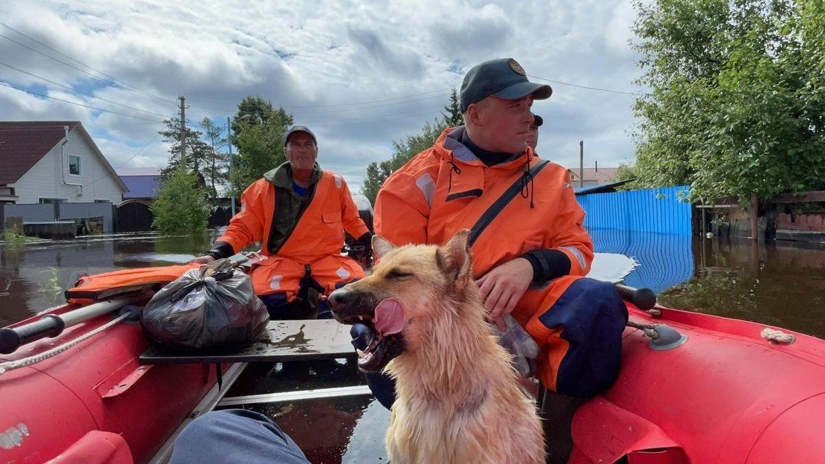 Сотрудники МЧС эвакуируют людей и животных во время паводка в поселке Остров Старица в Амурской области - РИА Новости, 1920, 06.08.2021