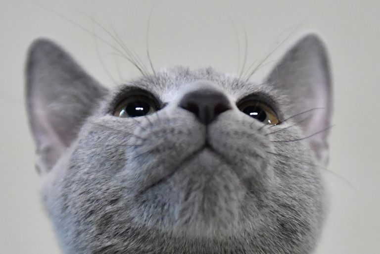Кошка породы русская голубая на выставке КоШарики Шоу в Москве Кошка породы русская голубая на выставке КоШарики Шоу в Москве