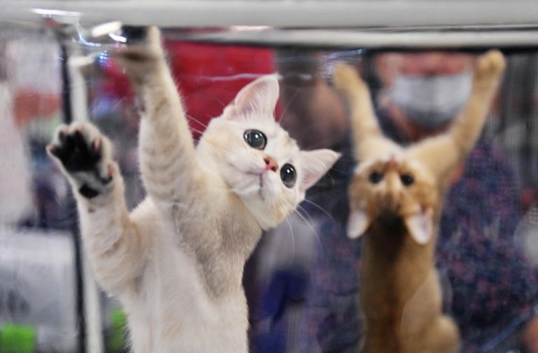 Котята на выставке КоШарики Шоу в Москве Котята на выставке КоШарики Шоу в Москве