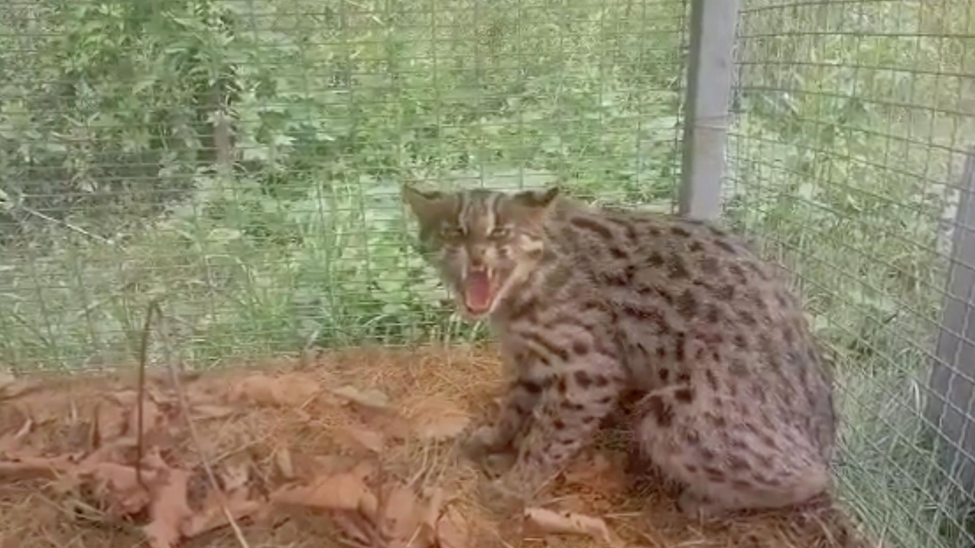 Дальневосточный лесной кот, угодивший в капкан в Приморье. Кадр видео Дальневосточный лесной кот, угодивший в капкан в Приморье. Кадр видео - РИА Новости, 1920, 12.08.2021