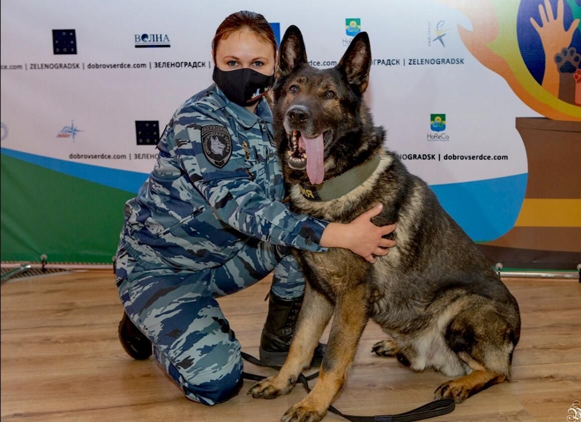 Служебная собака из России впервые удостоена в Италии премии Собачья верность Служебная собака из России впервые удостоена в Италии премии Собачья верность - РИА Новости, 1920, 16.08.2021