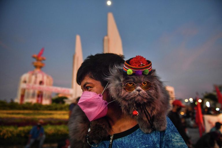 Кошка лежит на плечах протестующего на демонстрации, призывающей к отставке премьер-министра Таиланда Прают Чан-О-Ча из-за действий правительства в связи с Covid-19 в Бангкоке Кошка лежит на плечах протестующего на демонстрации, призывающей к отставке премьер-министра Таиланда Прают Чан-О-Ча из-за действий правительства в связи с Covid-19 в Бангкоке