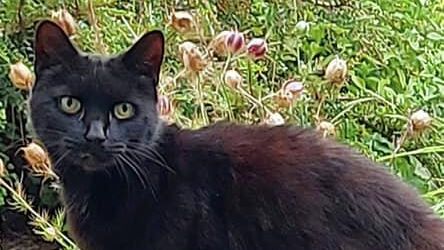 Домашний кот позвал на помощь и спас жизнь своей пожилой хозяйке в Бодмине, Великобритания Домашний кот позвал на помощь и спас жизнь своей пожилой хозяйке в Бодмине, Великобритания - РИА Новости, 1920, 19.08.2021