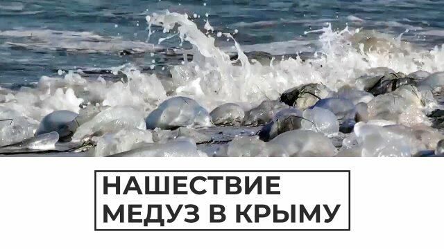 Нашествие медуз в Крыму Нашествие медуз в Крыму - РИА Новости, 1920, 30.08.2021