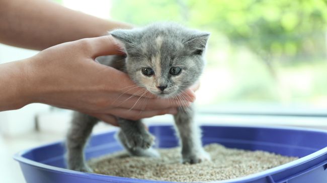Котёнка приучают к лотку Котёнка приучают к лотку