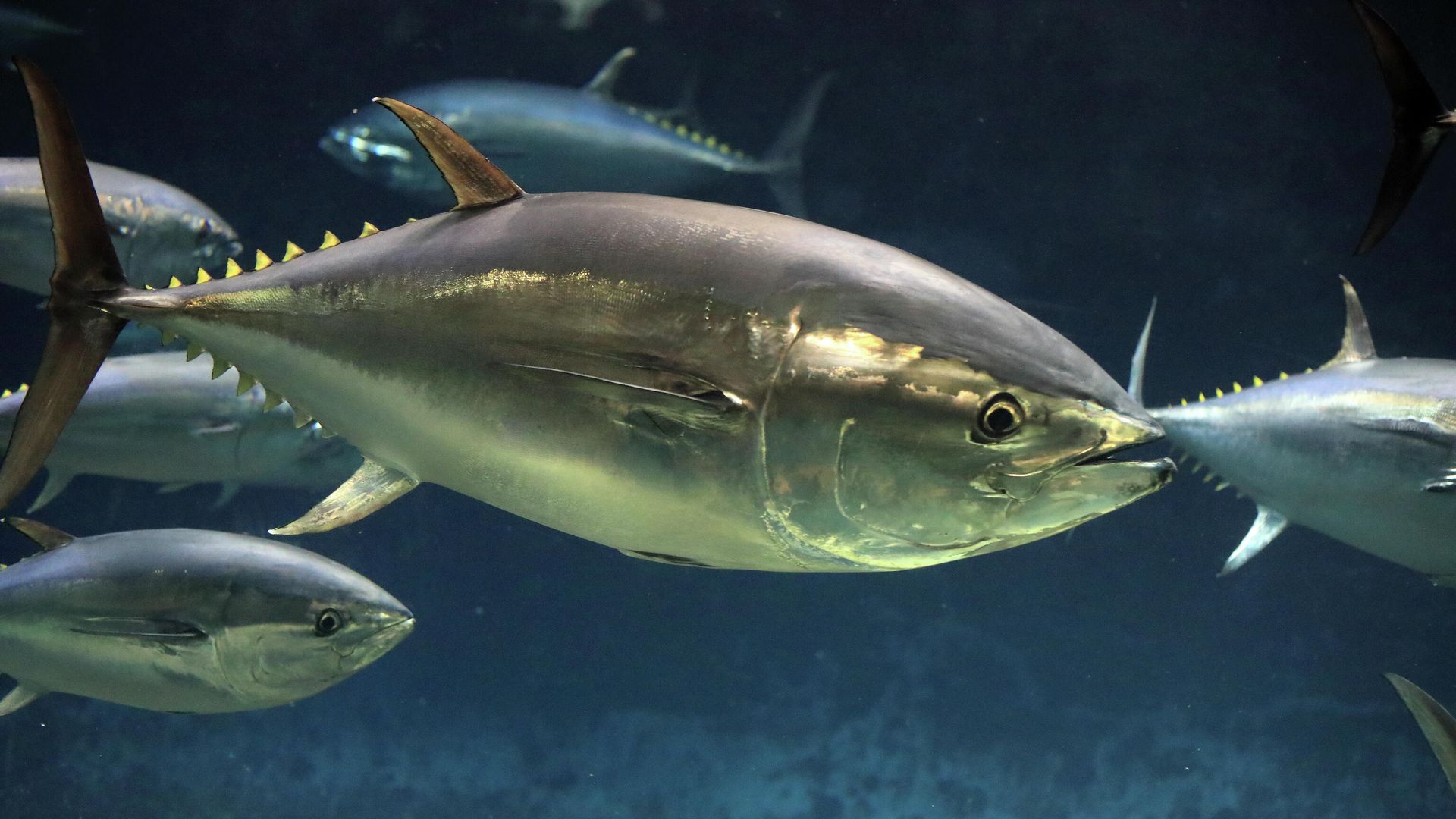 Тихоокеанский голубой тунец (Thunnus orientalis) Тихоокеанский голубой тунец (Thunnus orientalis) - РИА Новости, 1920, 02.06.2026