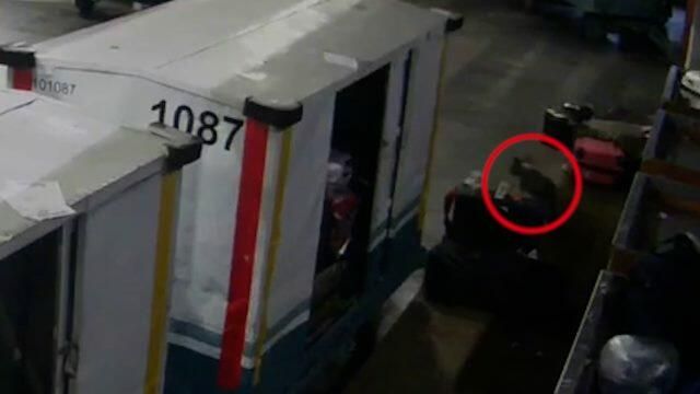 Собака сбежала из багажного отделения в Домодедово Собака сбежала из багажного отделения в Домодедово - РИА Новости, 1920, 13.09.2021