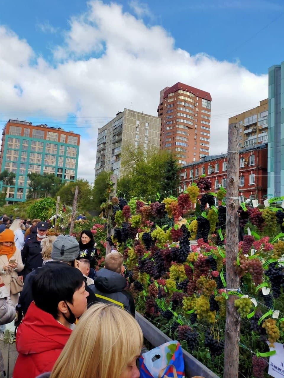 В Аптекарском огороде в Москве проходит выставка винограда с дегустацией - РИА Новости, 1920, 18.09.2021