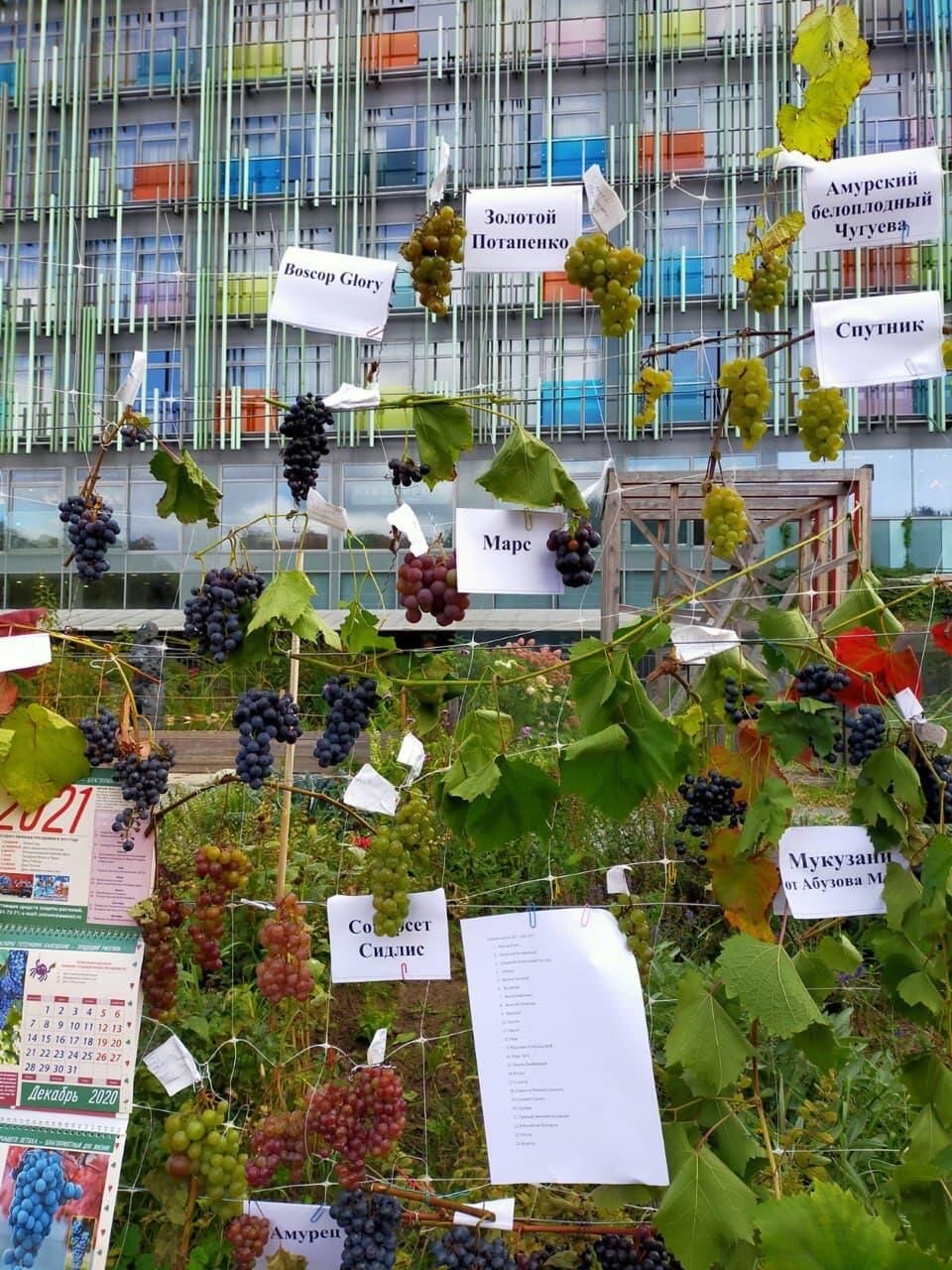 В Аптекарском огороде в Москве проходит выставка винограда с дегустацией - РИА Новости, 1920, 18.09.2021