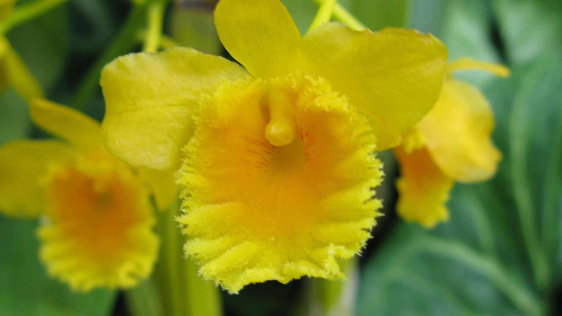 Орхидея Dendrobium chrysotoxum Орхидея Dendrobium chrysotoxum - РИА Новости, 1920, 20.09.2021