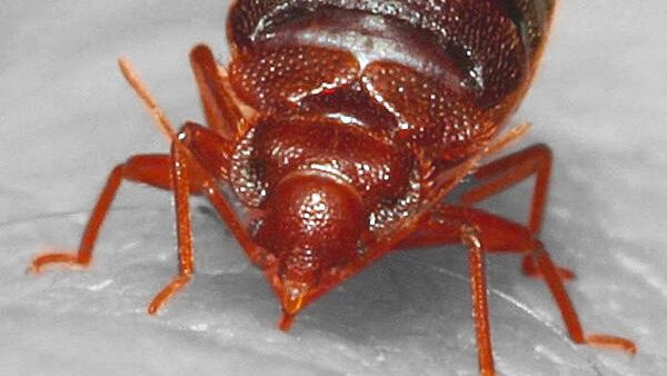 Постельный клоп на коже человека Постельный клоп на коже человека - РИА Новости, 1920, 09.11.2023
