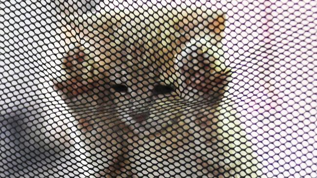 Котенок в переноске Котенок в переноске