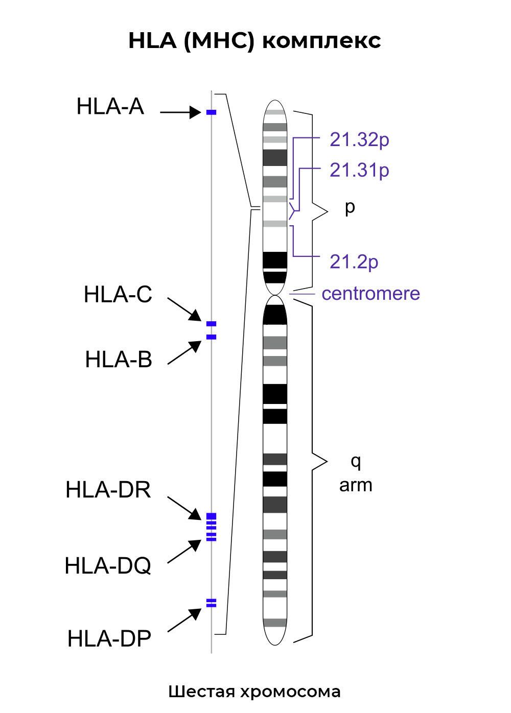 HLA (MHC) комплекс HLA (MHC) комплекс - РИА Новости, 1920, 21.09.2021