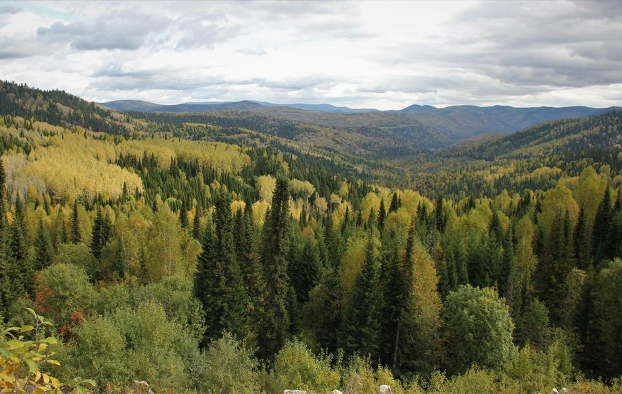 Лес Лес