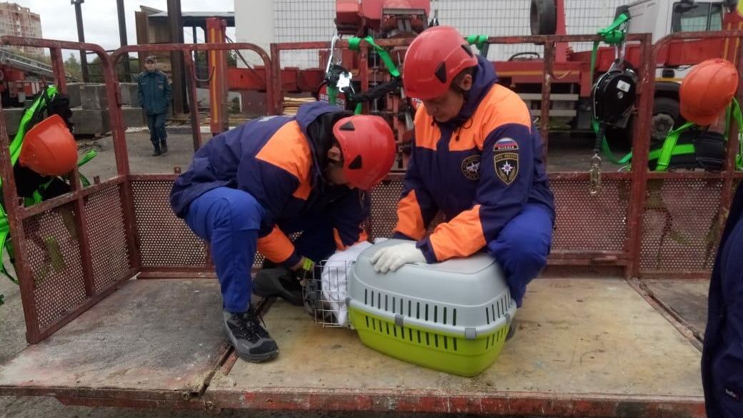 Спасение кошек из дома в Ногинске, где произошел взрыв бытового газа Спасение кошек из дома в Ногинске, где произошел взрыв бытового газа - РИА Новости, 1920, 27.09.2021