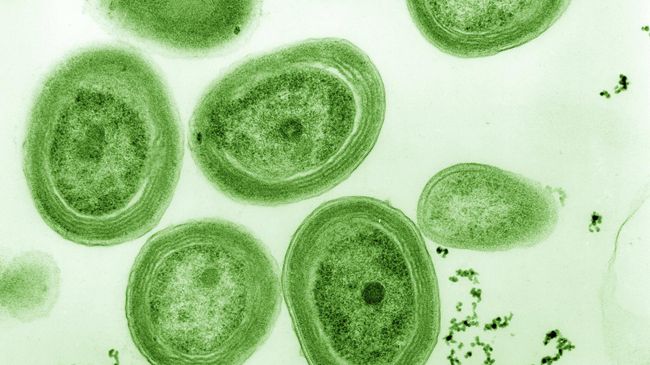 Современная морская цианобактерия Prochlorococcus