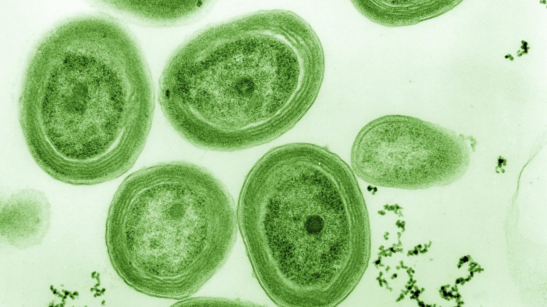 Современная морская цианобактерия Prochlorococcus Современная морская цианобактерия Prochlorococcus - РИА Новости, 1920, 28.09.2021