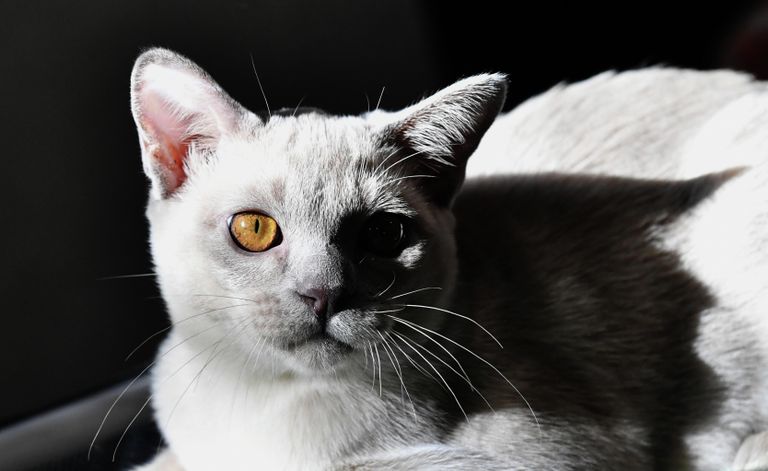 Кошка породы бурма на выставке КоШарики Шоу в Сокольниках Кошка породы бурма на выставке КоШарики Шоу в Сокольниках