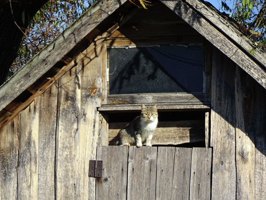 Кот в Чекалине Кот в Чекалине