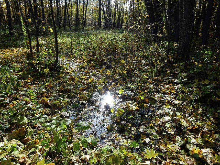 Болото минеральной воды рядом с источником в деревне Краинка Болото минеральной воды рядом с источником в деревне Краинка